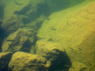 The target: Lake Alpine Trout Fry